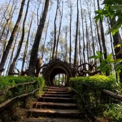 Hutan Pinus Pengger, Hutan Pinus Eksotis dengan Spot Foto Instagarmable di Bantul